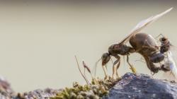Как быстро избавиться от муравьев на садовом участке?