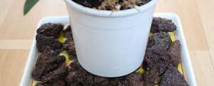 Кротон (кодиеум) — уход в домашних условиях Комнатное растение кодиеум